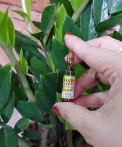te bao goc plagensia lemona han quoc 16